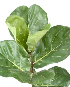Arbre artificiel Ficus Lyrata - plante semi-naturelle d'intérieur - H.160cm vert