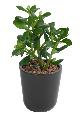 Plante artificielle Cactus Crassula Jade en piquet - plante synthétique - H.38cm