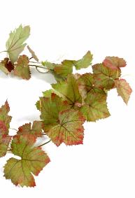 Guirlande artificielle de vigne automne 34 feuilles - intrieur - H.118cm vert rouge