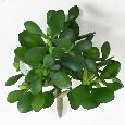 Plante artificielle Cactus Crassula Jade en piquet - plante synthétique - H.38cm
