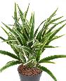 Plante artificielle Chlorophytum buisson en piquet - intérieur - H.42cm panaché