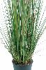 Plante artificielle Graminée Zannichellie des marais en pot -intérieur - H. 110cm