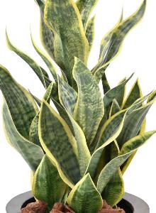 Plante artificielle Sansevieria Masoniana - décoration d'intérieur - H.66cm vert jaune