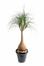 Plante artificielle Beaucarnea Pied d'lphant - intrieur - H. 125cm