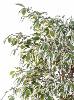 Arbre artificiel Ficus lianes petites feuilles - plante d'intérieur - H.180cm vert/crème