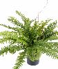 Plante artificielle Fougère Boston en pot - décoration d'intérieur - H.50cm vert