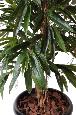 Arbre artificiel luxe Ficus alii - plante d'intérieur - H.190cm vert