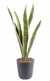 Plante artificielle Sansevieria piquet - succulente pour intrieur - H. 60cm vert jaune