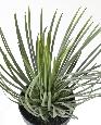 Plante artificielle Yucca Rostrata - intérieur extérieur - H.40cm vert
