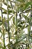 Bambou artificiel New Green cannes vertes - intérieur - H.150cm vert