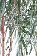 Arbre artificiel Saule pleureur - plante d'intérieur - H.270cm vert