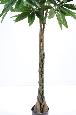 Plante artificielle Pachira tressé - arbre pour intérieur - H.180cm
