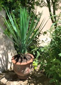 Plante artificielle Yucca Rostrata - intérieur extérieur - H.60cm vert