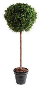 Plante artificielle convient en extrieur Buis tige boule - H.180cm vert
