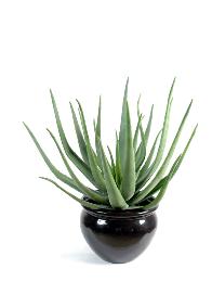 Plante artificielle Aloe vera - plante pour intrieur extrieur - H.70 cm vert