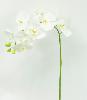 Fleur à la tige Orchidée artificielle Phalaenopsis - haute qualité - H.100cm