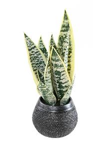 Plante artificielle Sansevieria pot dcoratif - succulente pour intrieur - H.49cm panach