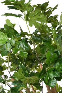 Arbre artificiel Figuier avec fruits - plante d'intérieur - H.260cm vert