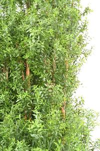 Haie artificielle Eucalyptus Plastique UV - plante pour extérieur - H.180cm