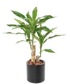 Plante artificielle Dracaena Fragrans Stud - dco d'intrieur - H.60cm vert