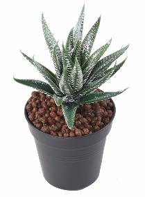 Plante artificielle Aloe en piquet - cactus artificiel intrieur - H.15cm vert
