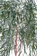 Arbre artificiel Saule pleureur - plante d'intérieur - H.270cm vert
