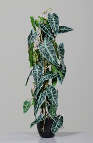 Plante artificielle Alocasia en pot - plante verte d'intrieur - H.80cm