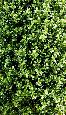 Plante artificielle Buis Topiaire pyramide - intérieur extérieur - H.210cm vert
