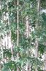 Bambou artificiel luxe XXL 25 cannes naturelles - intérieur - H. 700cm vert