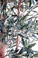 Arbre fruitier artificiel Olivier tronc noueux - plante pour intérieur - H.210cm