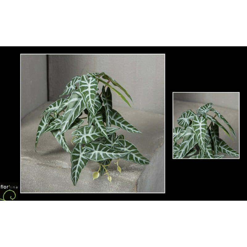 Chute d'alocasia panaché vert et blanc - décoration intérieure - H.18 cm - S4