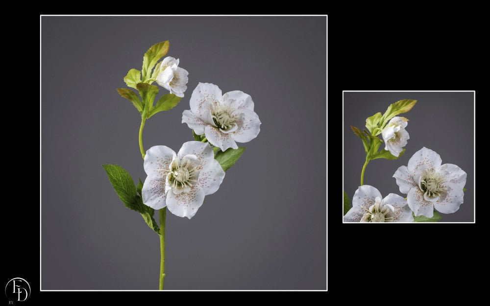 Hellébore artificielle crème tachetée - H.57 cm – Élégance naturelle et raffinement hivernal - R2