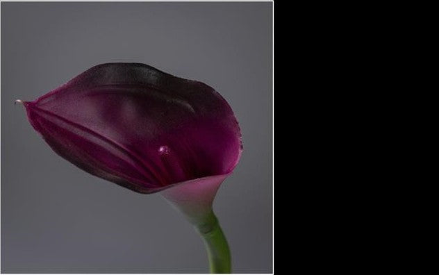 Fleur artificielle Arum - décoration d'intérieur - H. 65cm bordeaux - P4