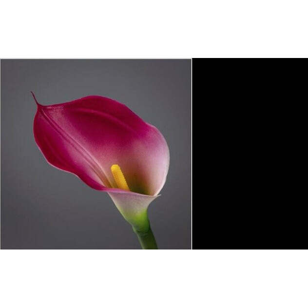 Fleur artificielle Arum - décoration d'intérieur - H. 65cm crème/fuchsia - P4