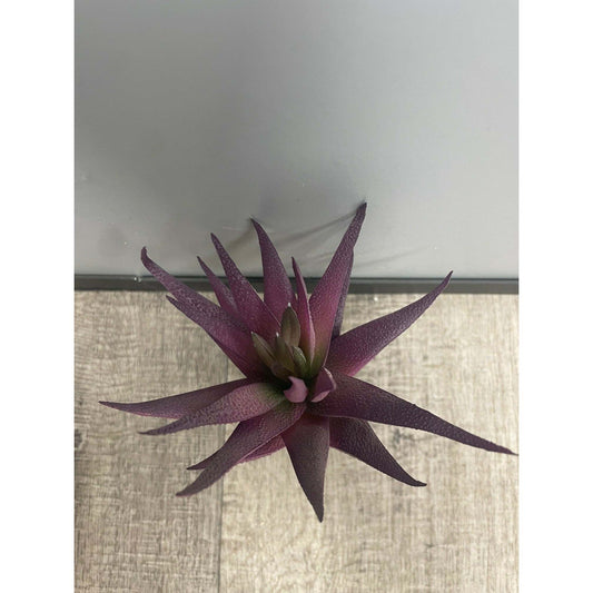 Plante artificielle Aloe en piquet - décoration intérieure - H.18cm - violet - S4