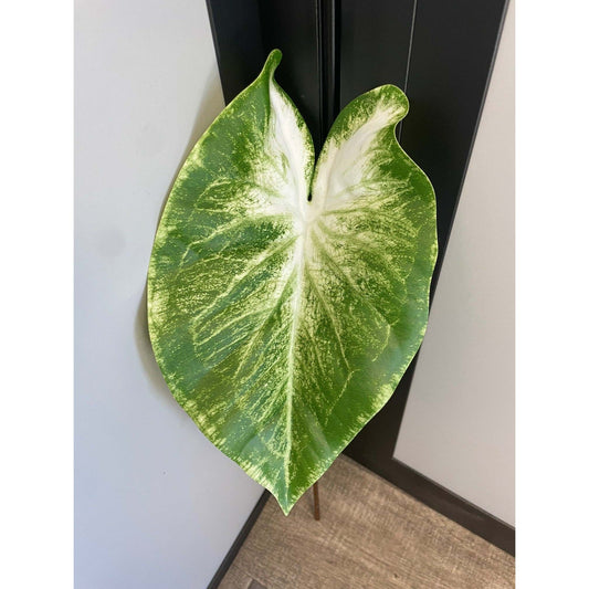 Feuille artificielle de Caladium Polyfoam - décoration d'intérieur - H.60cm - Vert panaché - Q4