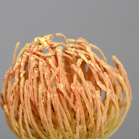 Fleur artificielle tige Protea - composition bouquet - H.75cm - orange/rose