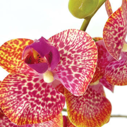 Fleur artificielle Orchidée Phalaenopsis 7 fleurs Moucheté - Naturel Touch - H.93cm Fuchsia R3