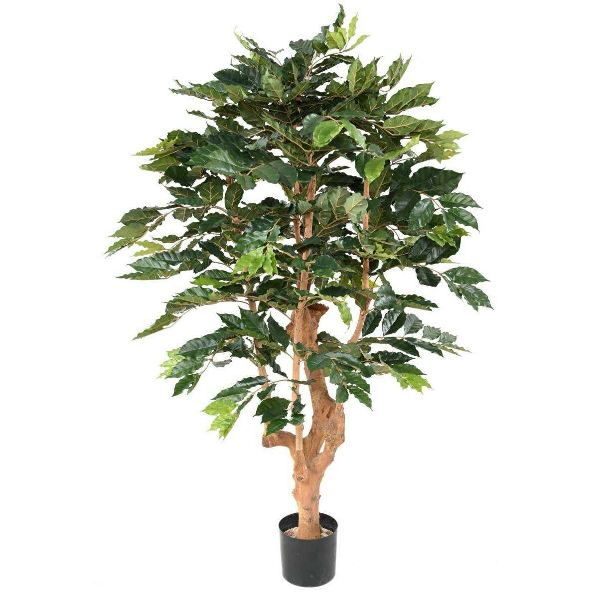 Arbre artificiel Caféier 5 branches - plante d'intérieur - H.180cm vert
