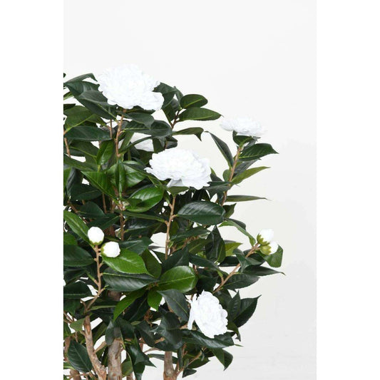 Arbre artificiel Camélia du japon 8 fleurs - intérieur - H.130cm blanc