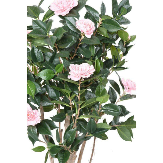 Arbre artificiel Camélia du japon 8 fleurs - intérieur - H.130cm rose