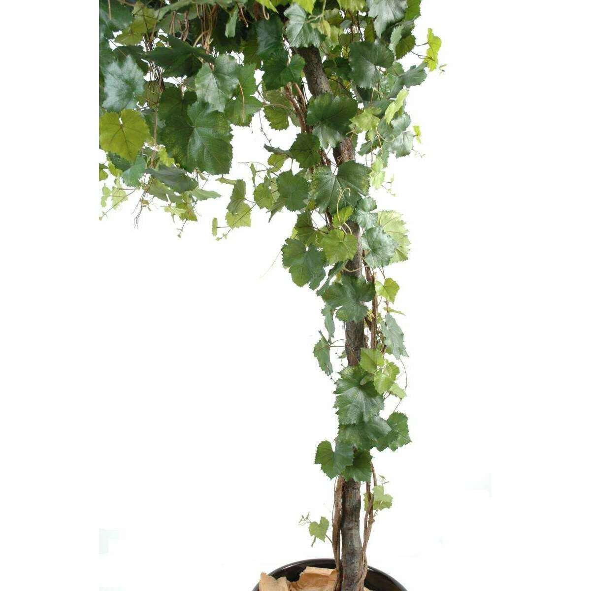 Arbre artificiel fruitier Vigne Round - plante pour intérieur - H.200cm