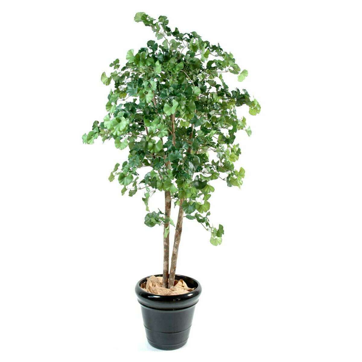 Arbre artificiel Ginkgo biloba - plante synthétique d'intérieur - H.240cm