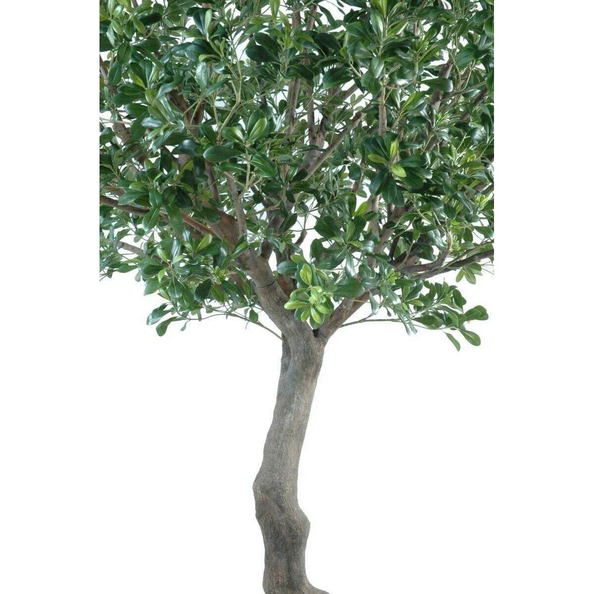 Arbre artificiel Pittosporum - plante décoration d'intérieur - H.260cm