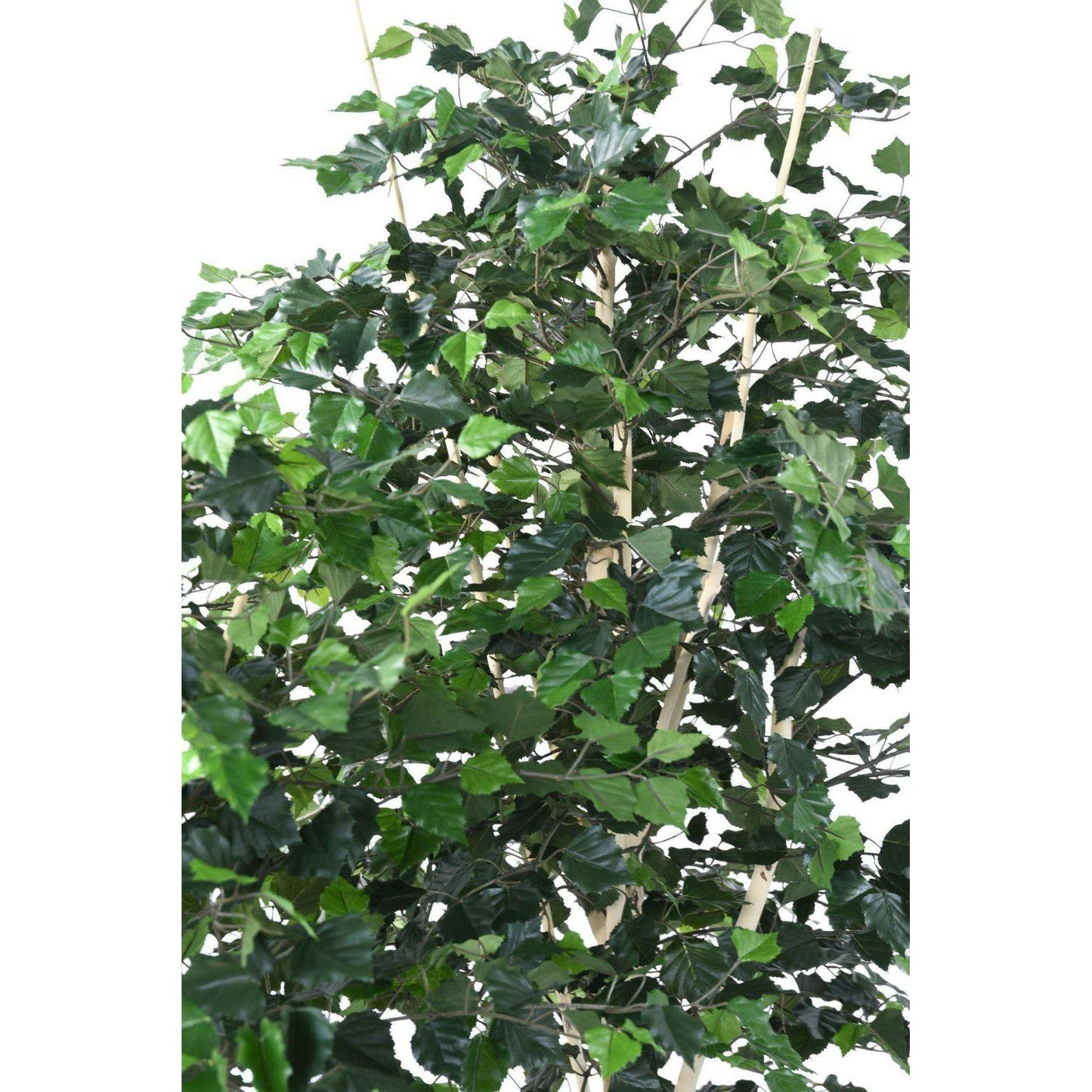 Arbre forestier artificiel Bouleau TS - décoration d'intérieur - H.210cm