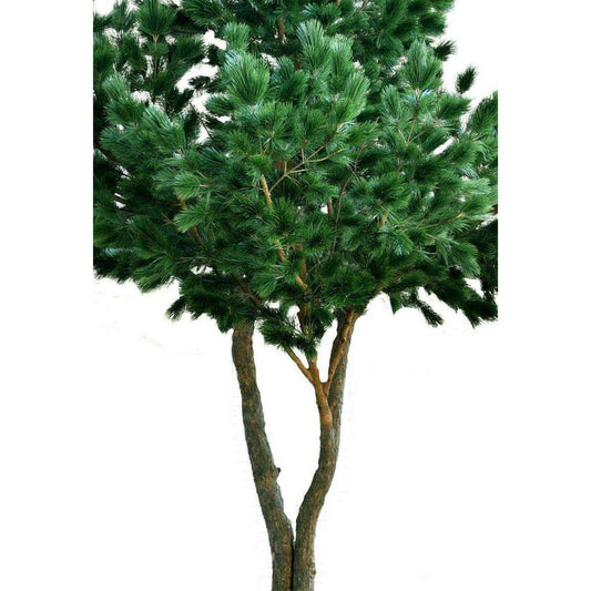 Arbre forestier artificiel Pin maritime - décoration d'intérieur - H.430cm