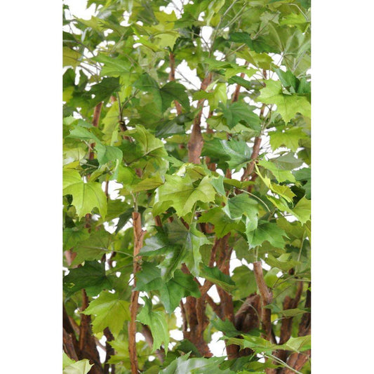 Arbre forestier artificiel Platane - décoration pour intérieur - H.490cm - P
