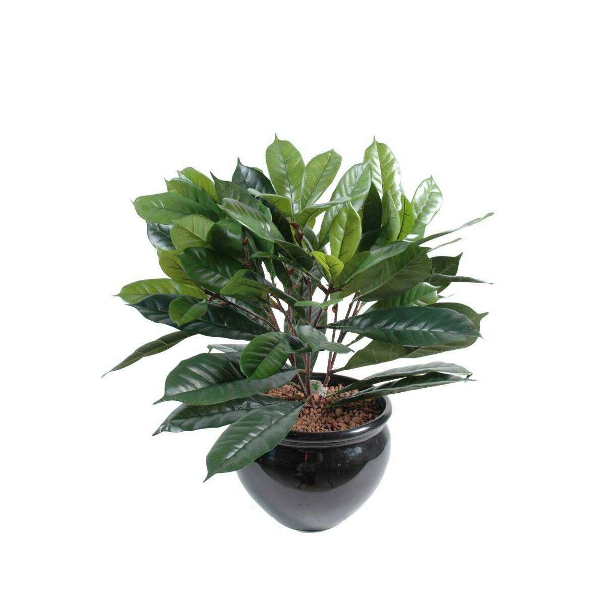 Arbuste artificiel Cyathistipula - Figuier africain d'intérieur - H.50cm D5