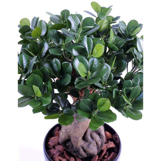 Bonsaï artificiel arbre miniature Ficus Panda Ginseng - plante d'intérieur - H.60cm