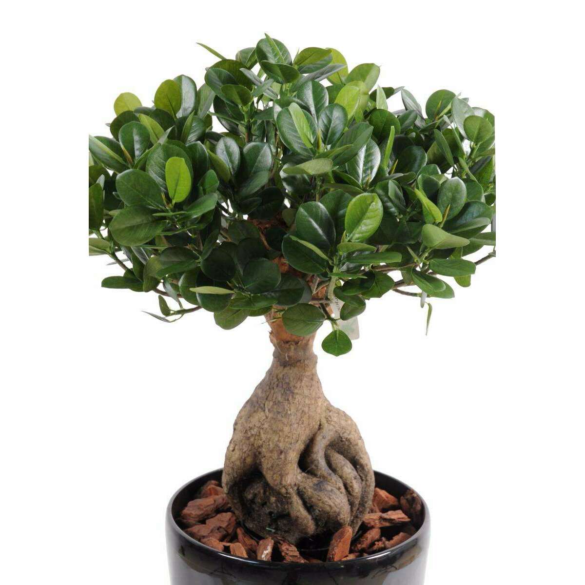 Bonsaï artificiel arbre miniature Ficus Panda Ginseng - plante d'intérieur - H.60cm